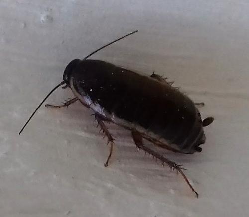Réf. 189 447 : Loboptera decipiens